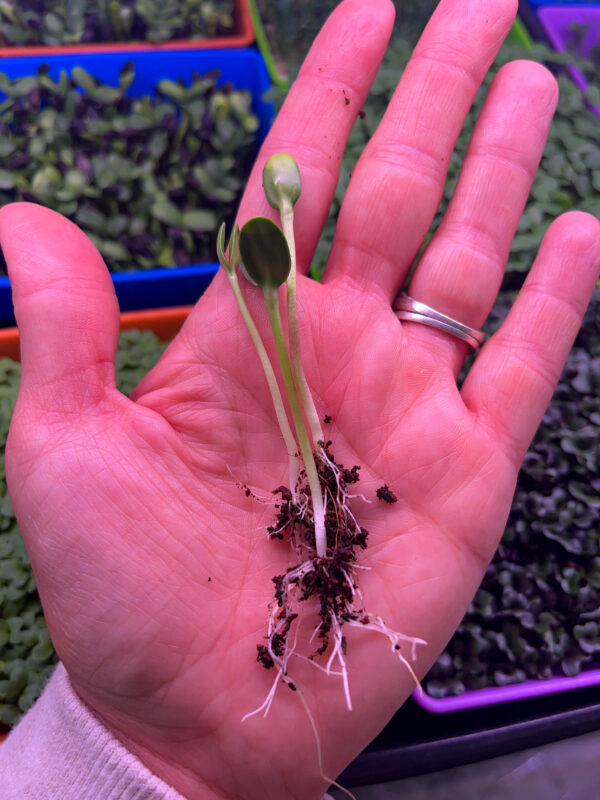 Sunflower Shoots in the palm of my hand