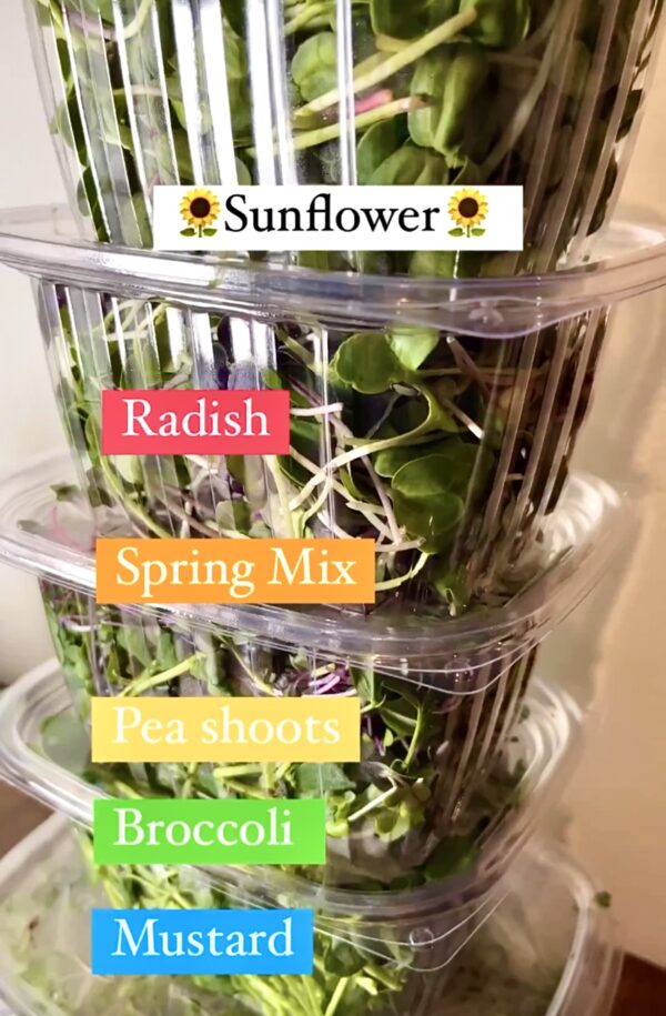 MT Wild Roots Microgreen varieties stacked with sunflower on top
