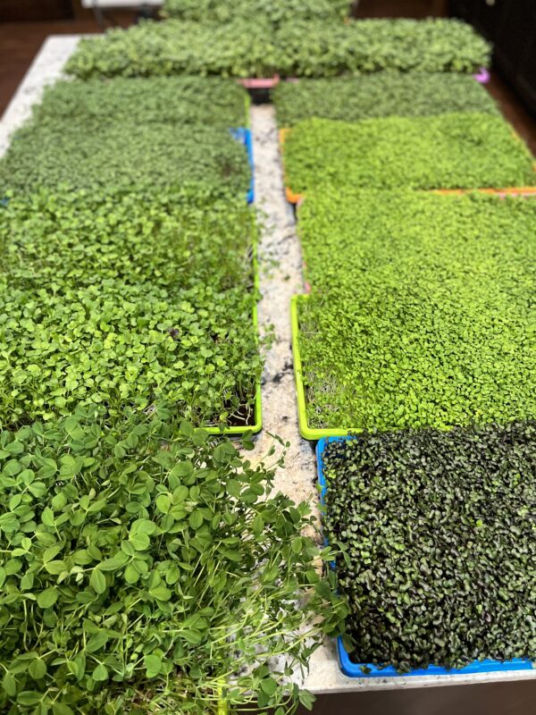 MT wild Roots Microgreens Ready to Harvest
